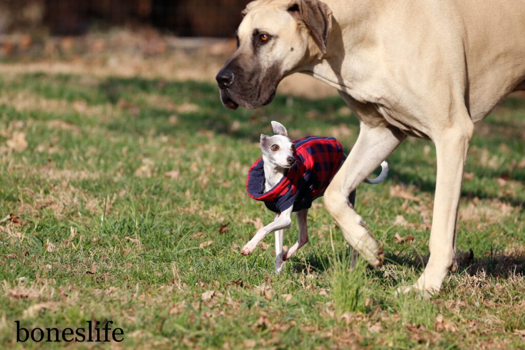 Big dog and little dog meet